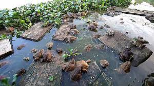 Đánh giá mô hình nuôi ếch Thái Lan kết hợp nuôi cá rô đồng